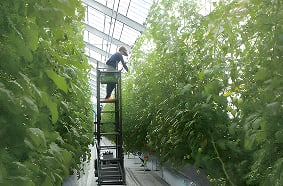 福井県小浜市の栽培ハウス事例